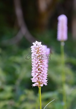 蓼,野生花卉,蒂羅爾