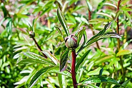 牡丹,芽,綠色