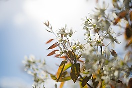 白,花,開(kāi)花