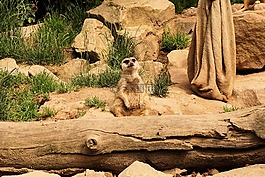 獴,動物,動物園