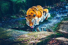 虎,動物,野生動物