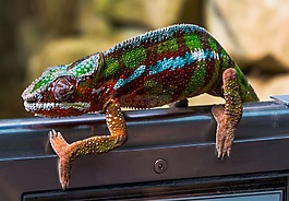 變色龍,壁虎,動物園