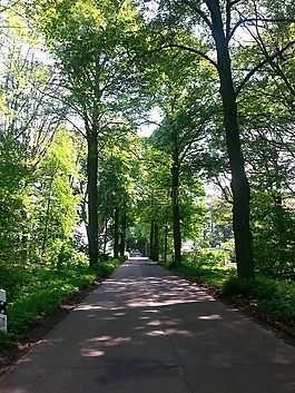 大道,樹木,離