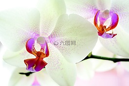 蘭花,花,性質(zhì)
