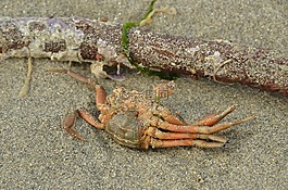 蟹,海洋動(dòng)物,死亡