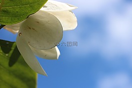 花,sommermagnolie,白
