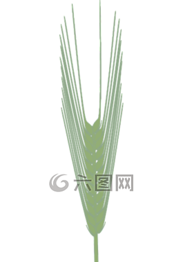 大麥,干草,小麥