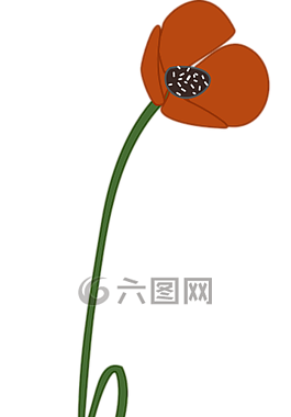 罌粟,花,盛開