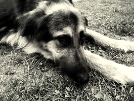 狗,動物,黑與白