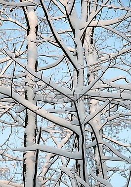 雪,冬天,寒冬