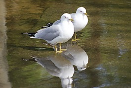 鳥,動物,野生動物