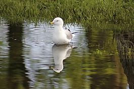 鳥,動物,野生動物