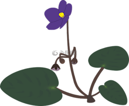 花,開(kāi)花,盛開(kāi)