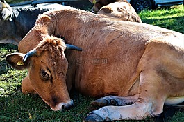 牛,反芻動物,牛肉
