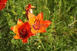 開花,花園,植物群