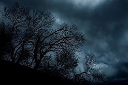 樹,自然輪廓,夜
