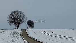 冬天,樹(shù),雪