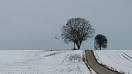 冬天,樹,雪