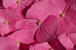 八仙花,花,開花