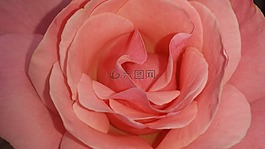玫瑰,開(kāi)花,粉紅色