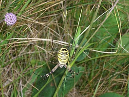 黃蜂蜘蛛,蜘蛛,圓形 bruennichi