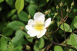 白玫瑰,花,白花