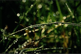 草,綠色,雨