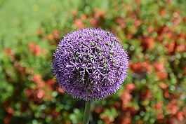 開花,春天,性質(zhì)