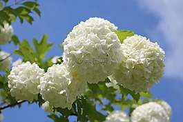 雪球,花,花园