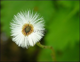 廠,植物,花