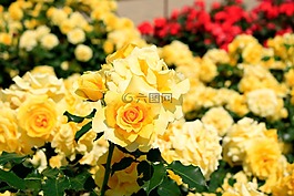 鮮花,玫瑰,黃