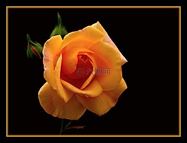 玫瑰,鮮花,花