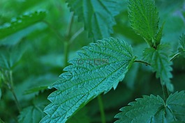 植物,綠色,蕁麻