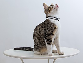猫,向上看,坐