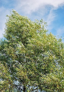 樹,綠色,葉子