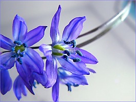 開花,宏,鮮花