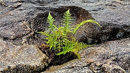 植物,石,裂紋
