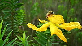 花,蜜蜂,花蜜