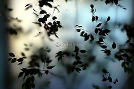 植物,葉,綠色