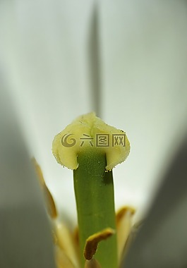 郁金香,宏,關(guān)閉
