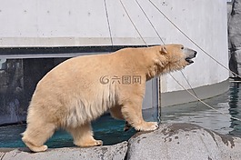動(dòng)物園,北極熊,昂貴