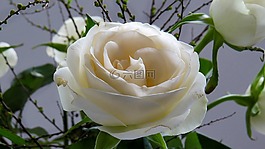 玫瑰,花,開(kāi)花