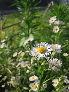 雛菊,花,自然