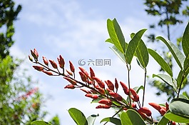 花,葉子,植物