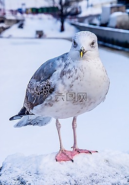 海鷗,雪,動(dòng)物