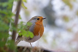 羅賓,鳥,動物