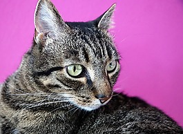 可愛,動物,貓