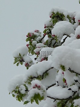 冬天,春,對比