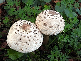 蘑菇,蘑菇采摘,關(guān)閉