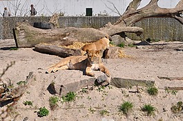 動(dòng)物園,母獅,昂貴